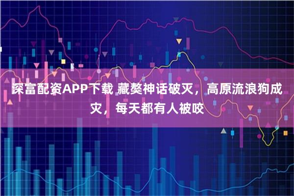 深富配资APP下载 藏獒神话破灭，高原流浪狗成灾，每天都有人被咬