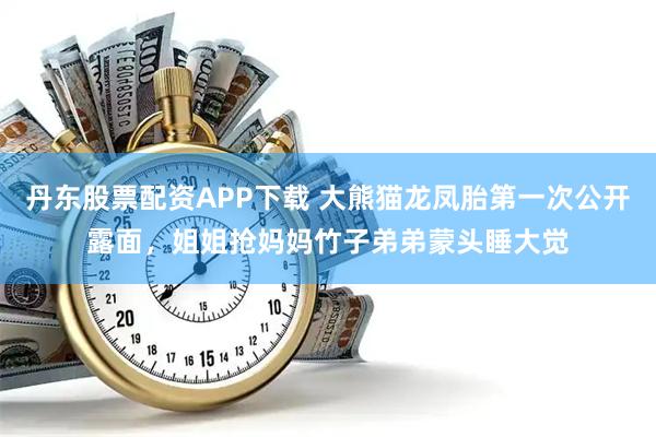 丹东股票配资APP下载 大熊猫龙凤胎第一次公开露面，姐姐抢妈妈竹子弟弟蒙头睡大觉